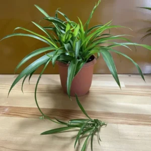 Green Curly Spider Plant Live Houseplant - 4 Inch Potted Vine