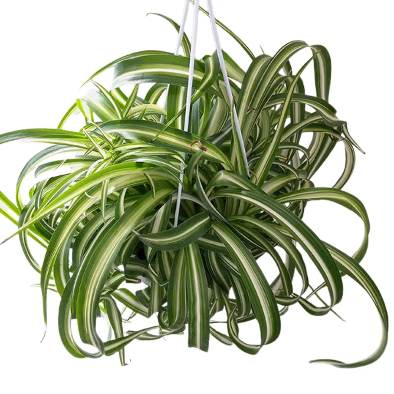 Variegated Curly Spider Plant Live - 4 Inch Houseplant Indoor