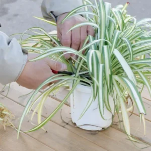 Variegated Curly Spider Plant Live - 4 Inch Houseplant Indoor