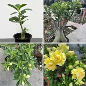 Desert Rose Plant Live - Double Yellow Adenium, 4-7 Inch Perennial Flower