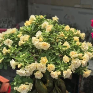 Desert Rose Plant Live - Double Yellow Adenium, 4-7 Inch Perennial Flower