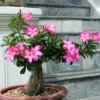 Pink Desert Rose Plant Live - Perennial Flower Plants 4-7 Inch Tall