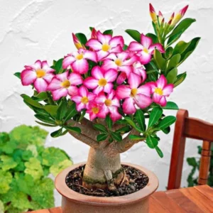 Pink Desert Rose Plant Live - Perennial Flower Plants 4-7 Inch Tall