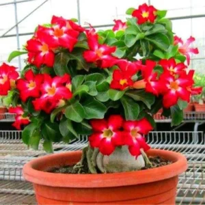 Desert Rose Plant Live - Red Adenium Succulent, 4-7 Inch, Indoor/Outdoor
