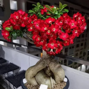 Desert Rose Plant Live - Red Adenium Succulent, 4-7 Inch, Indoor/Outdoor
