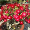 Desert Rose Plant Live - Red Adenium Succulent, 4-7 Inch, Indoor/Outdoor