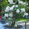 Desert Rose Plant Live - White Adenium Succulent, 4-7 Inch, Indoor/Outdoor
