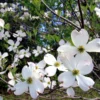 White Flowering Dogwood Tree Live Plant 6-12 Inches Tall Shrub