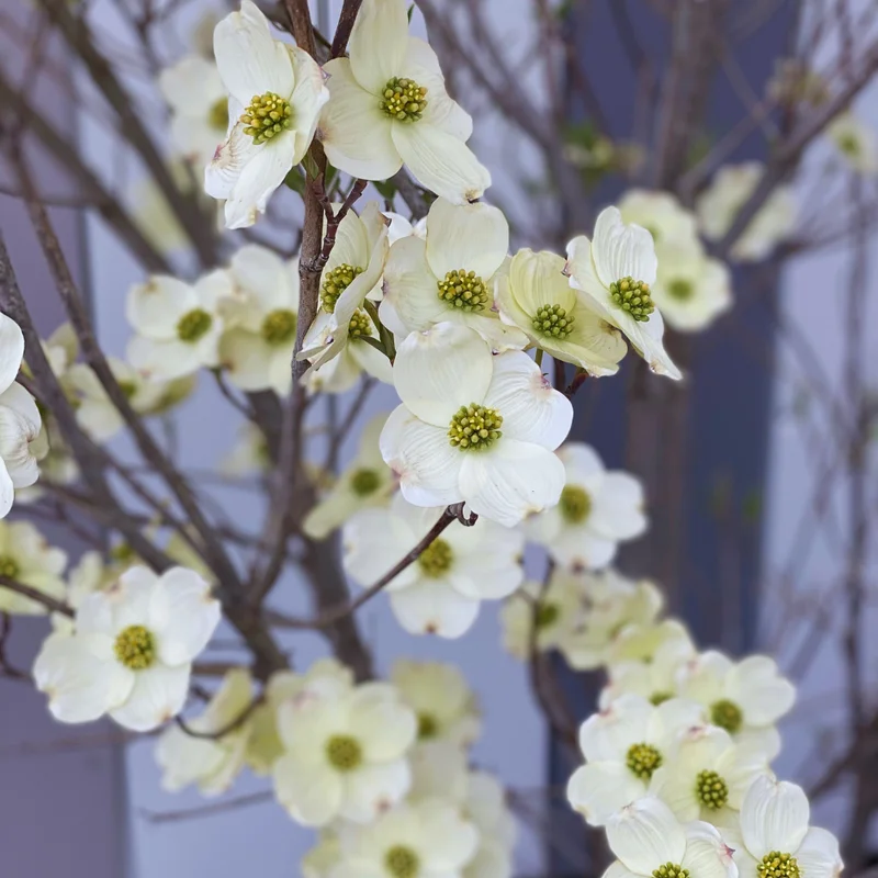 White Flowering Dogwood Tree Live Plant 6-12 Inches Tall Shrub
