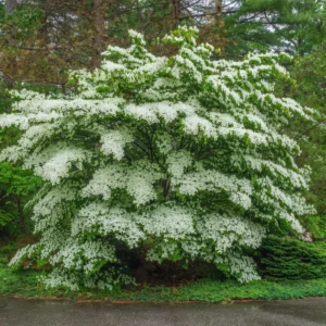 White Flowering Dogwood Tree Live Plant 6-12 Inches Tall Shrub