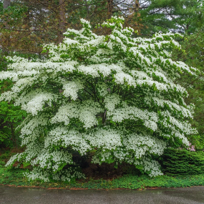 White Flowering Dogwood Tree Live Plant 6-12 Inches Tall Shrub