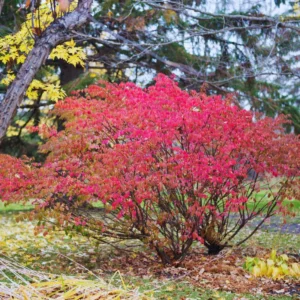 Dwarf Burning Bush Live Plant 5-7 Inch Red Shrub Garden Decor