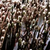 Pussy Willow Tree Live Plant - 2.5 Inch Pot - Garden Tree Sapling