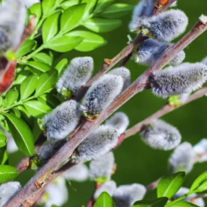 Pussy Willow Tree Live Plant - 2.5 Inch Pot - Garden Tree Sapling