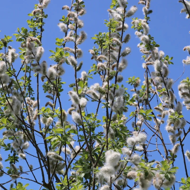 Pussy Willow Plant Live Tree - 5 to 7 Inches - Garden Ready