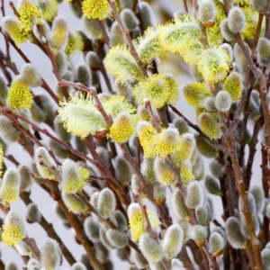 Pussy Willow Plant Live Tree - 5 to 7 Inches - Garden Ready