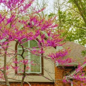 Eastern Redbud Tree Live Plant Quart Pot - Red Bud Tree