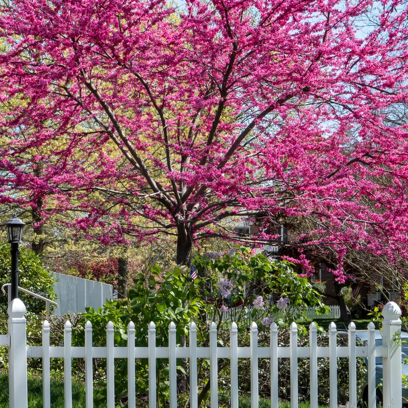 Eastern Redbud Tree Live Plant Quart Pot - Red Bud Tree