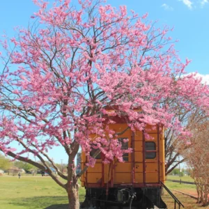 Eastern Redbud Tree Live Plant 6-12 Inches - Red Bud Trees