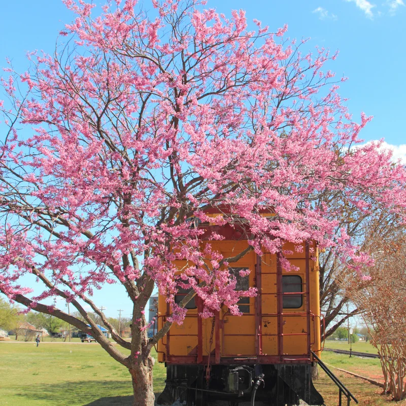Eastern Redbud Tree Live Plant 6-12 Inches - Red Bud Trees