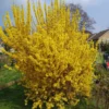 Forsythia Plant Live - Lynwood Gold Bush - Quart Pot - Spring Blooms