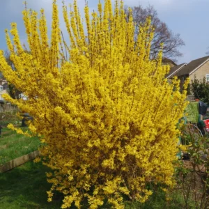 Forsythia Plant Live - Lynwood Gold Bush - Quart Pot - Spring Blooms