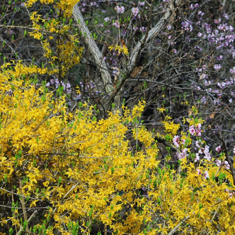 Forsythia Plant Live - Lynwood Gold Bush - Quart Pot - Spring Blooms