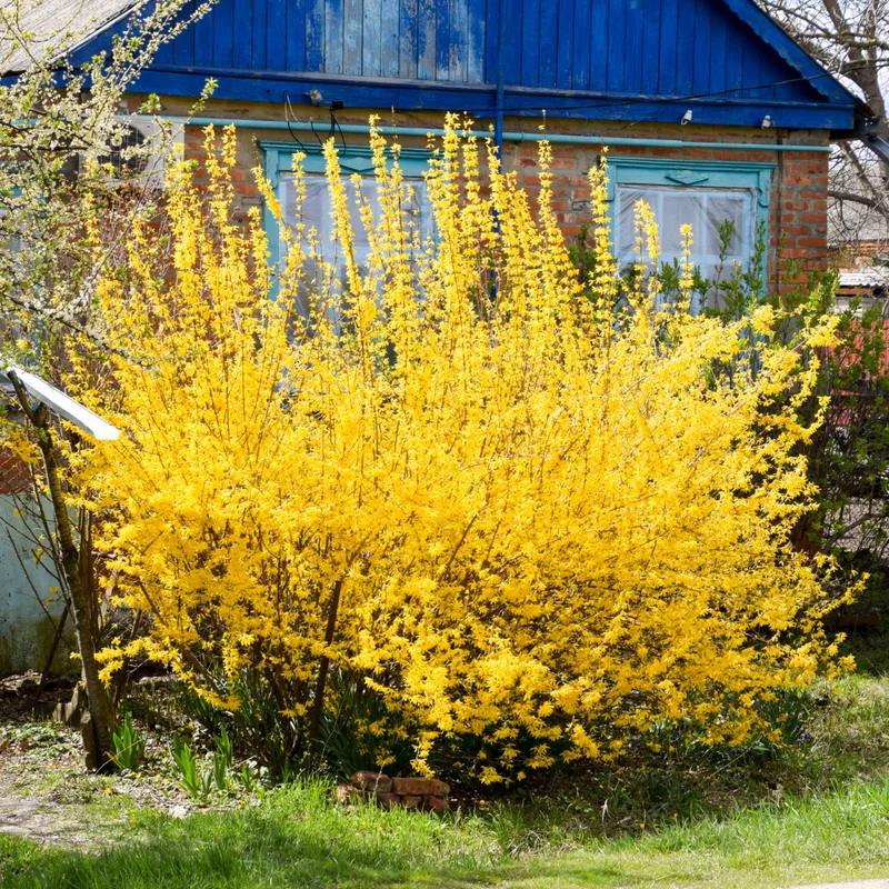 Forsythia Plant Live - Lynwood Gold Bush - Quart Pot - Spring Blooms