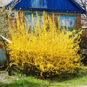 Forsythia Plant Live Lynwood Gold Bush 6-12 Inches Outdoor Gardening Shrub