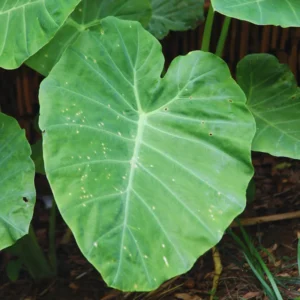 Giant Green Alocasia Live Plants 2 Pack - Indoor House Plant 3-5 Inches