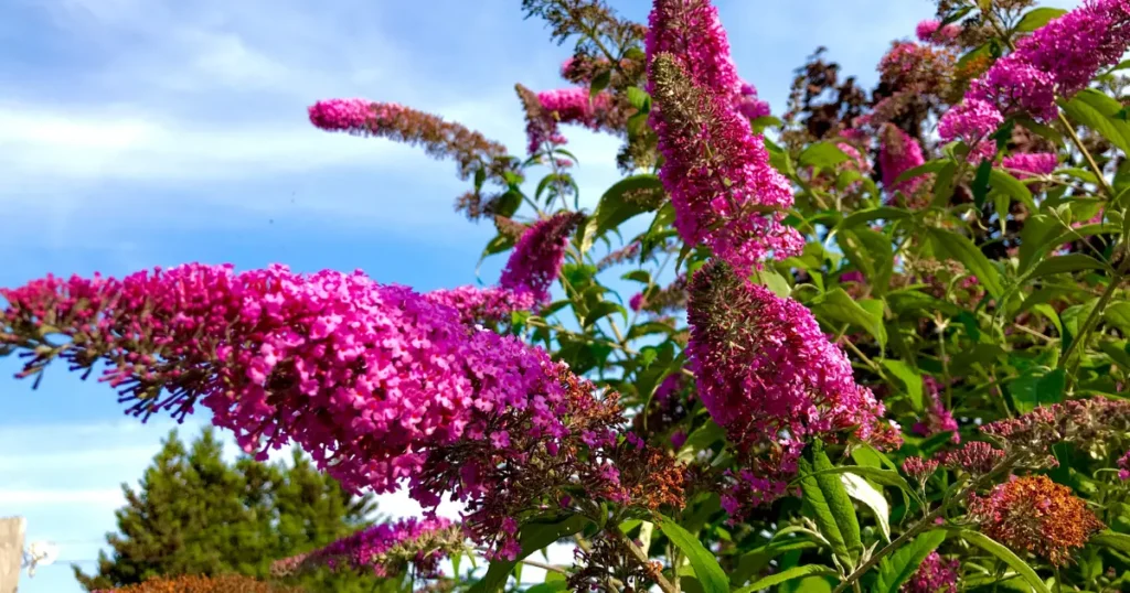 Butterfly Bush Varieties for a Vibrant Garden