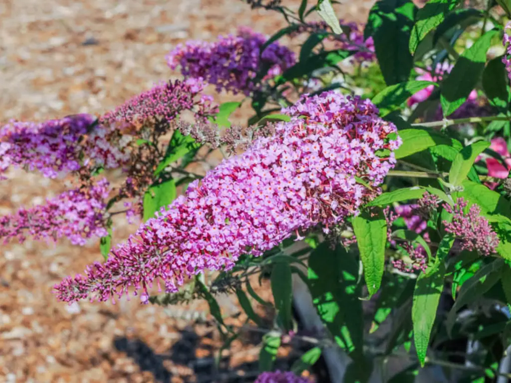 pink delight butterfly bush
