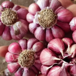 8 Garlic for Planting in Fall Hardneck Softneck, Garlic Bulbs for Planting, Fresh and High Yield Bulb Variety Pack, Hardy and Fast Growing