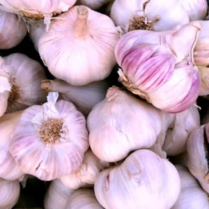 8 Garlic for Planting in Fall Hardneck Softneck, Garlic Bulbs for Planting, Fresh and High Yield Bulb Variety Pack, Hardy and Fast Growing