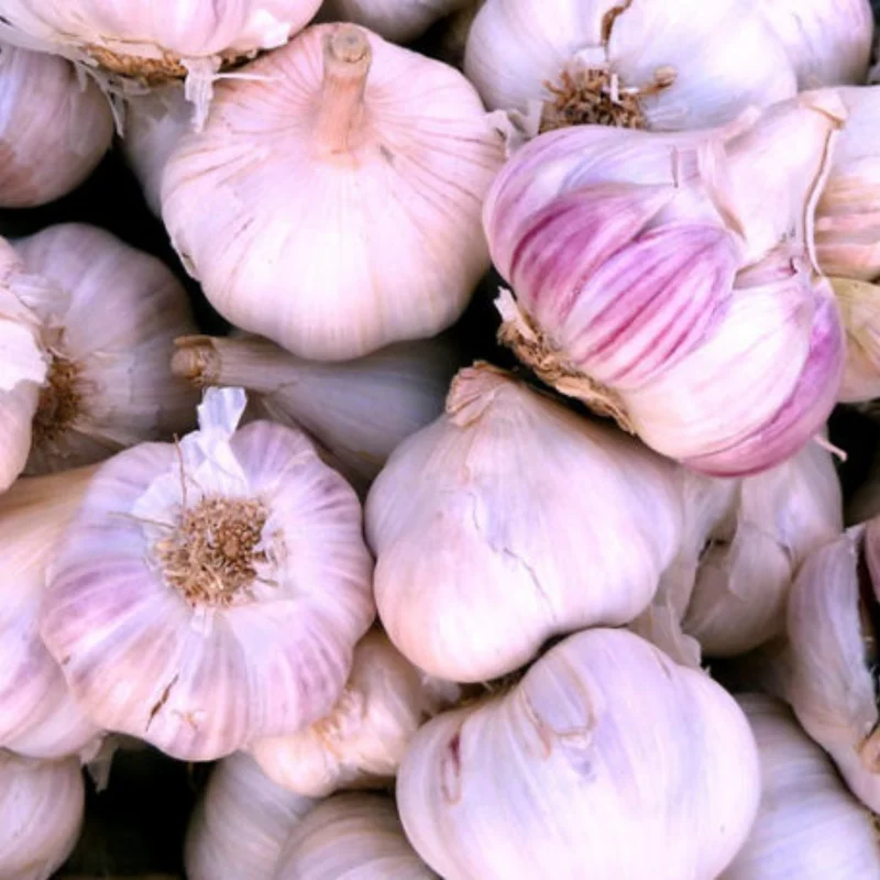 8 Garlic for Planting in Fall Hardneck Softneck, Garlic Bulbs for Planting, Fresh and High Yield Bulb Variety Pack, Hardy and Fast Growing