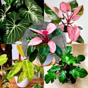 2 Rare Philodendron Live Plants Varieties Collection, Philodendron Plants Size 5-9 Inc for Indoor Houseplant Décor, Ornamental Tropical Well-rooted