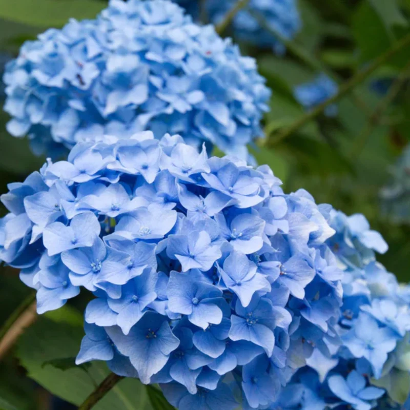 Hydrangea Plant Bush Shrub - Garden Ready Potted Plant