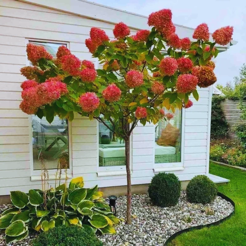 Hydrangea Plant Bush Shrub - Garden Ready Potted Plant