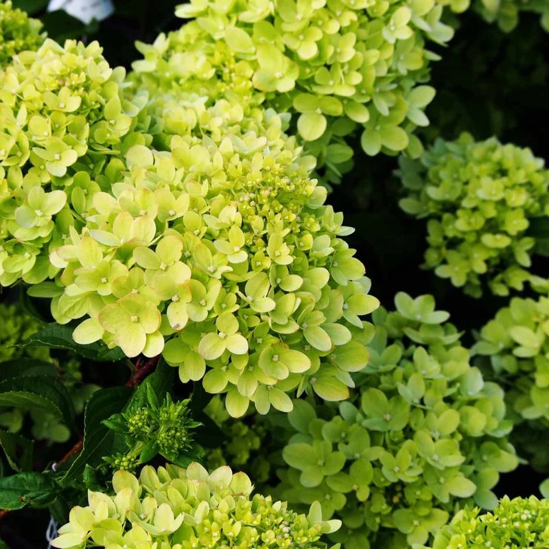 Hydrangea Plant Bush Shrub - Garden Ready Potted Plant
