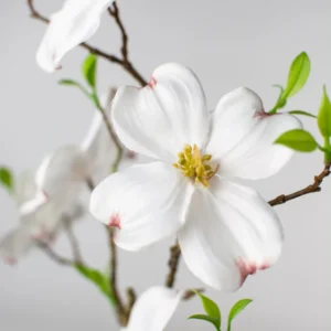 Dogwood Tree Plant Live - Flowering Tree - Garden Ready