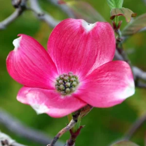 Dogwood Tree Plant Live - Flowering Tree - Garden Ready