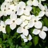 Dogwood Tree Plant Live - Flowering Tree - Garden Ready