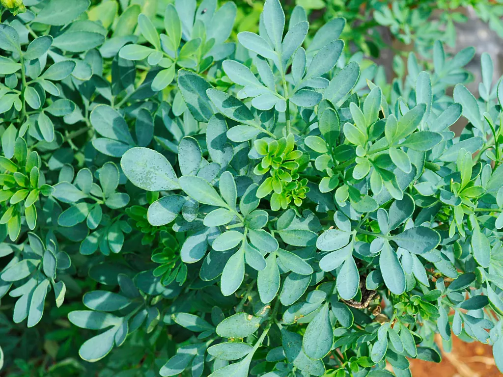 Rue plants