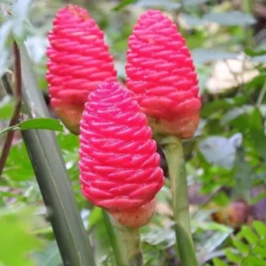 Shampoo Ginger Roots Zingiber Zerumbet Tropical Plant 4-7 Inches