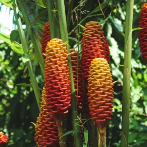 Shampoo Ginger Roots Zingiber Zerumbet Tropical Plant 4-7 Inches