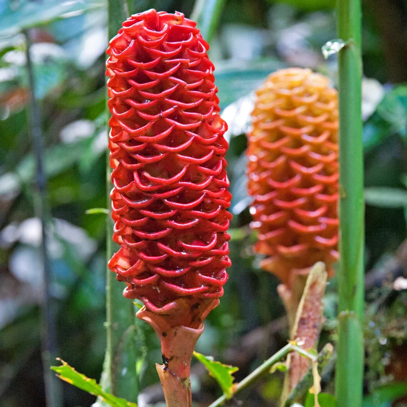 Shampoo Ginger Roots Zingiber Zerumbet Tropical Plant 4-7 Inches