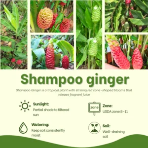 Zingiber Zerumbet Shampoo Ginger Roots - 10 Pack - Awapuhi Hawaiian Ginger Rhizomes