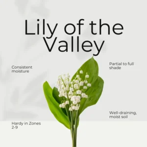 Lily of The Valley Roots - White Flower Bulbs - Indoor Outdoor Planting