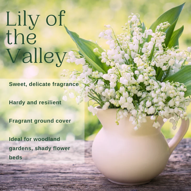 Lily of The Valley Roots - White Flower Bulbs - Indoor Outdoor Planting