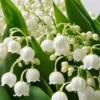 Lily of The Valley Bulbs - 10 White Fragrant Flower Roots Perennial Plants